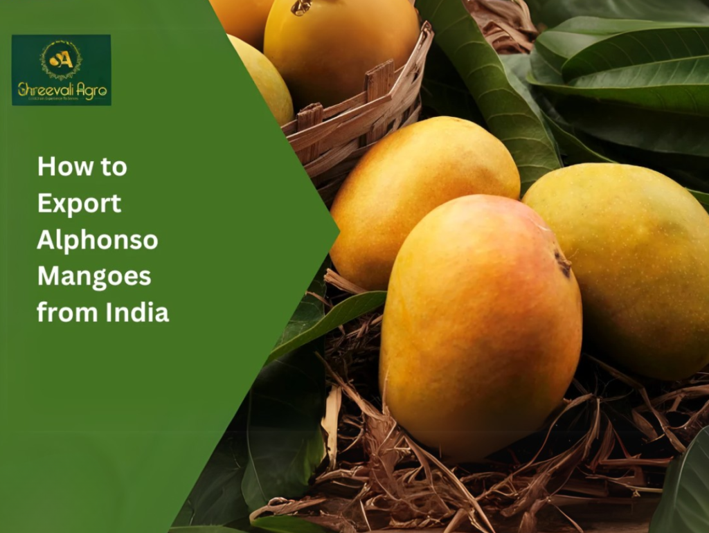 How to Export Alphonso Mangoes from India