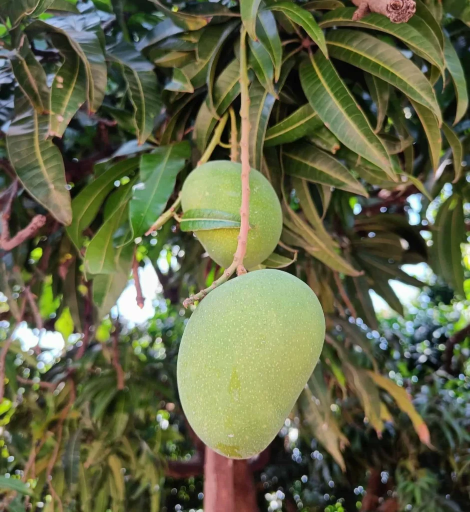 Export Alphonso Mango