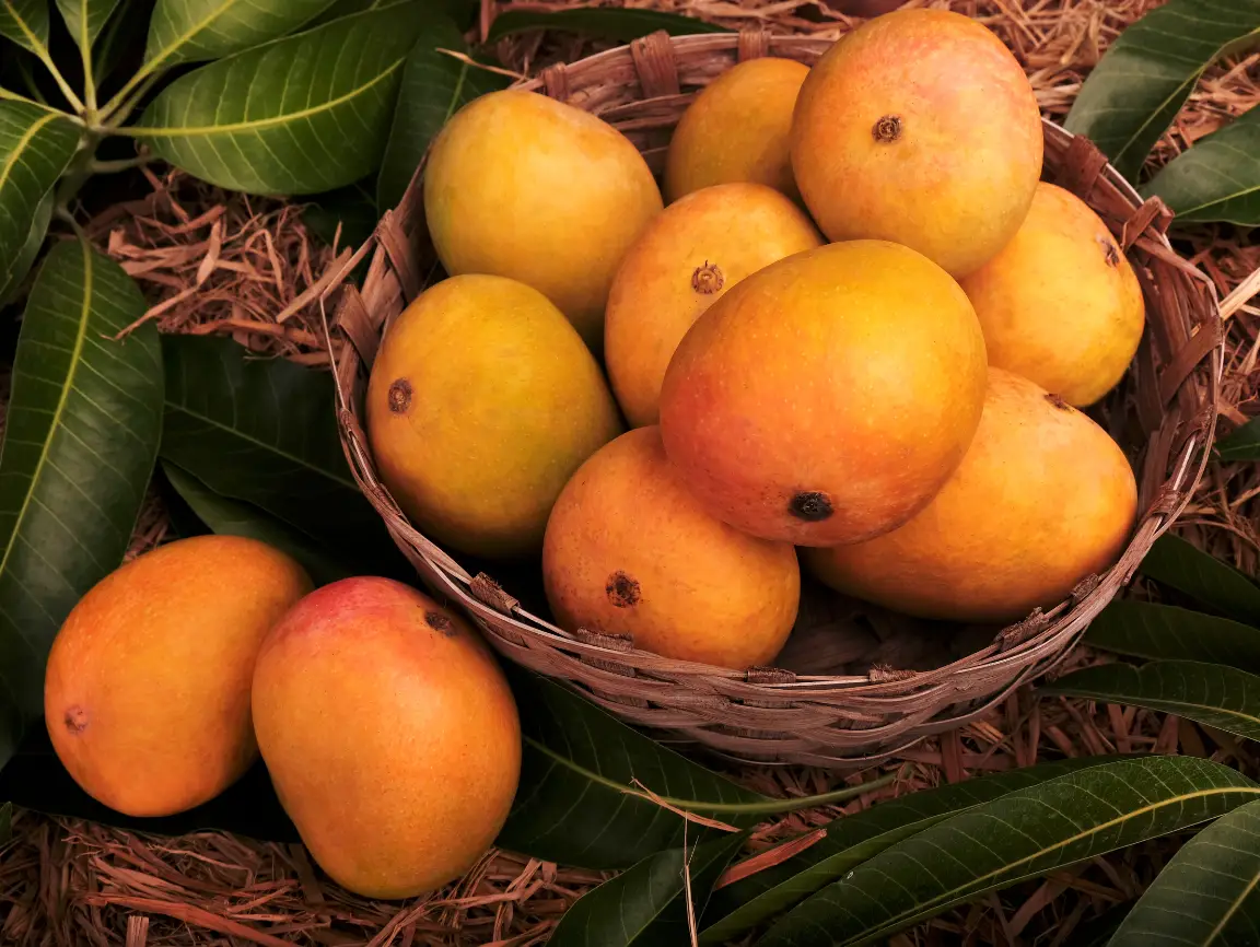 Best Ways to Store Devgad Alphonso Mangoes for Longer Freshness