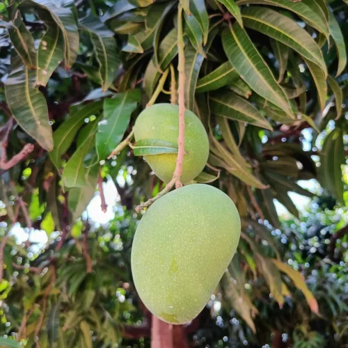 Export Alphonso Mango